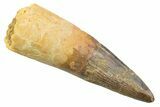 Fossil Spinosaurus Tooth - Real Dinosaur Tooth #352383-1